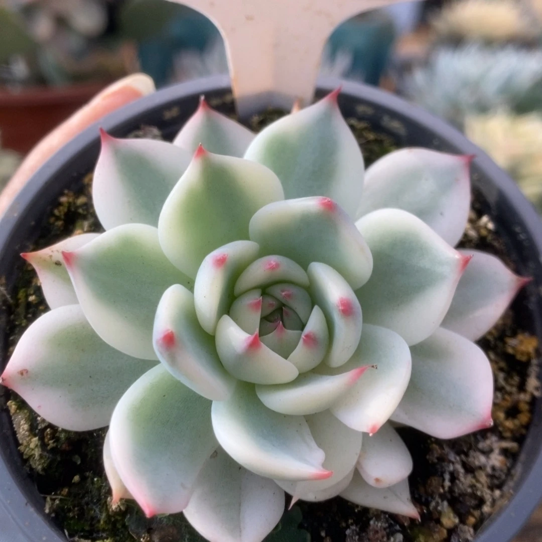 540锦锦锦锦锦锦