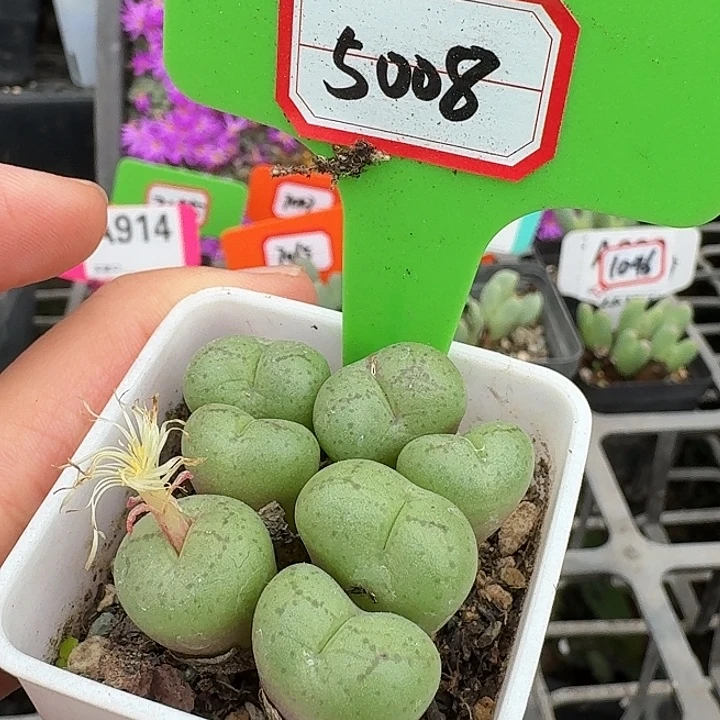 密密麻麻密密麻麻5008