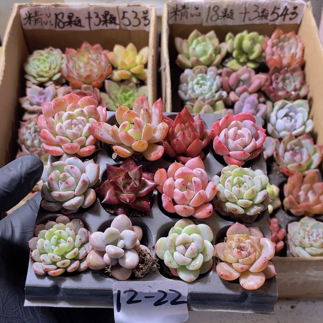 【闪购商品】12颗-22号约2-3厘米