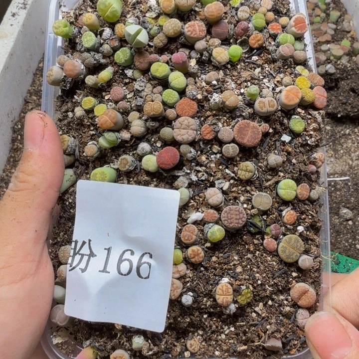 在***上多肉植物的生长发育166