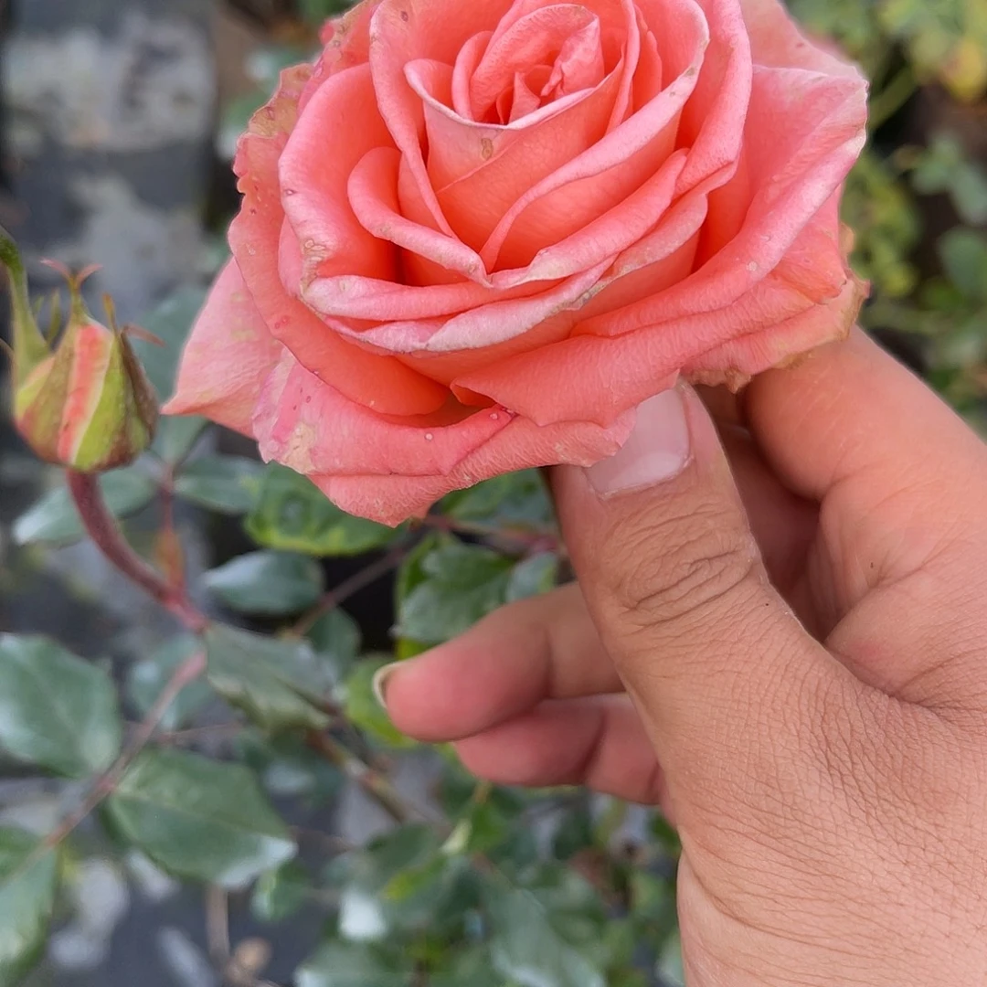 无花朵———凯莉 福利款