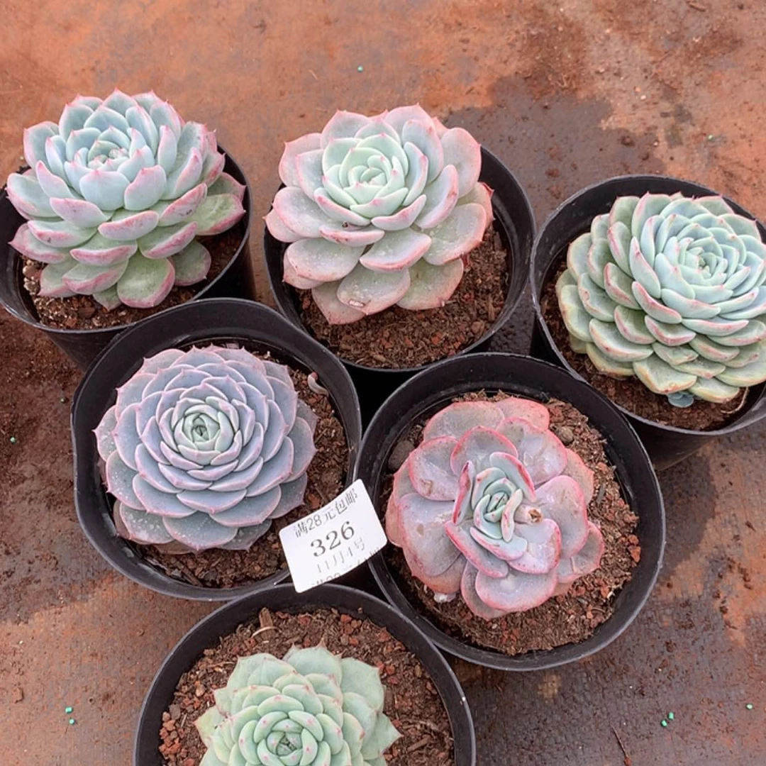 【闪购商品】云326