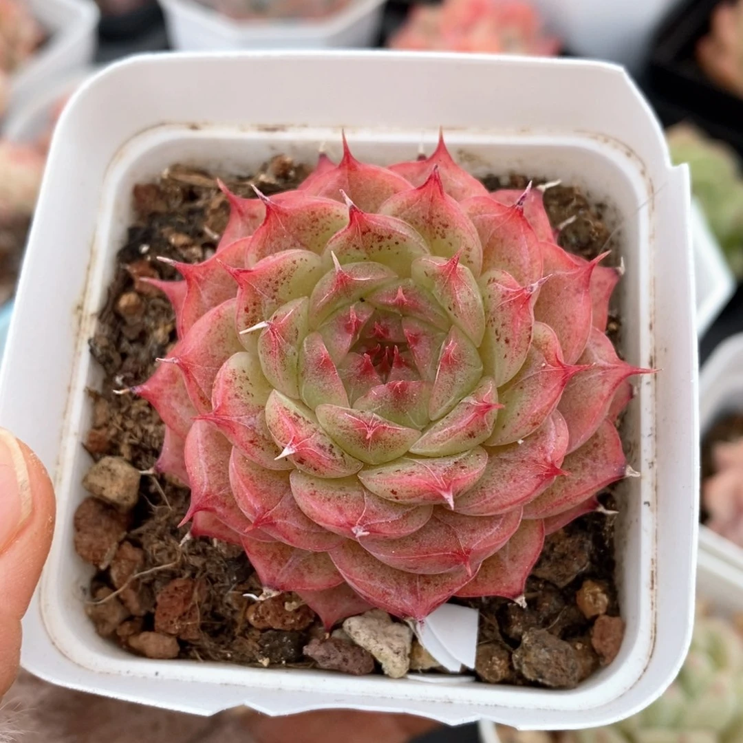 精品多肉一物一拍145
