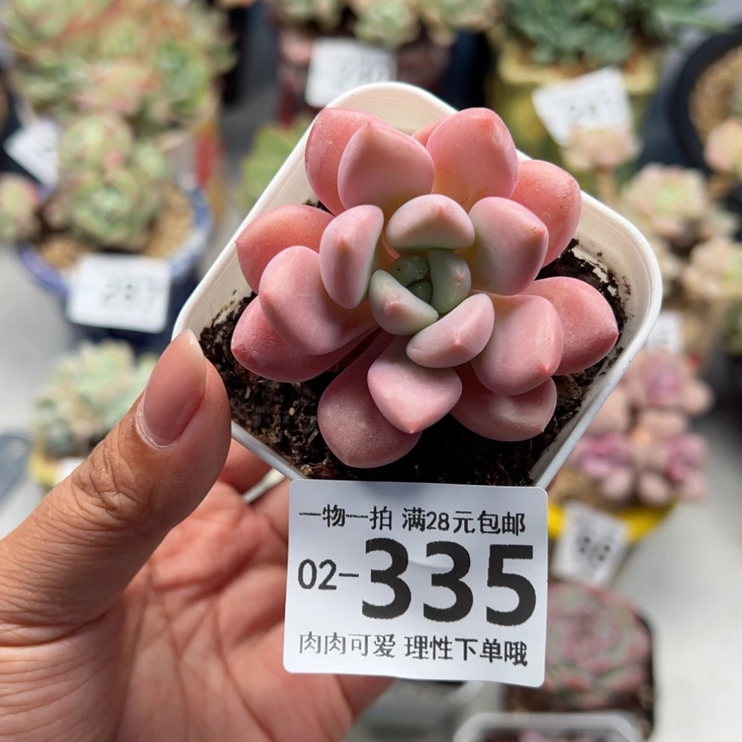 花斑鹿多肉多肉多肉多肉