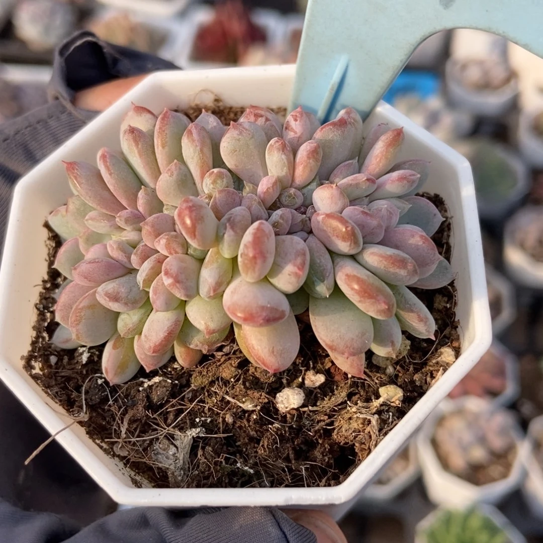 811粉珍妮缀多肉植物