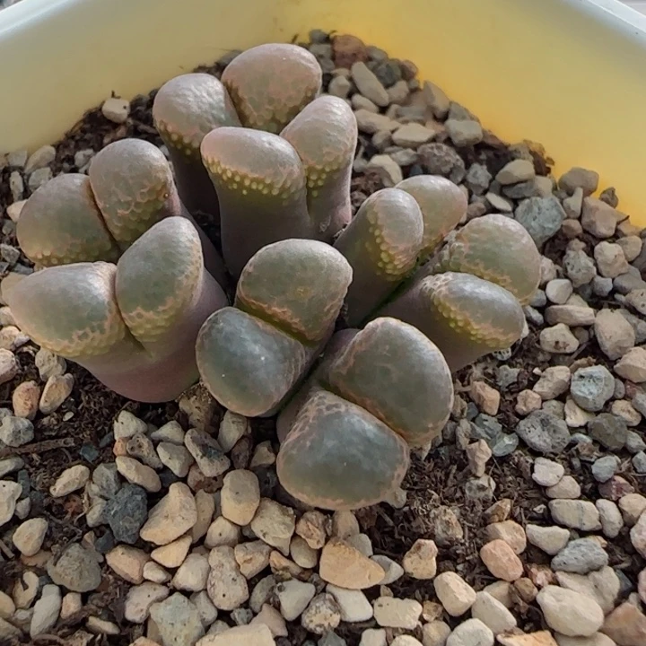 多肉植物风铃母本39号
