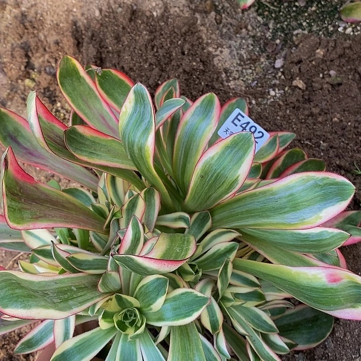 多肉巫毒超白492多艘