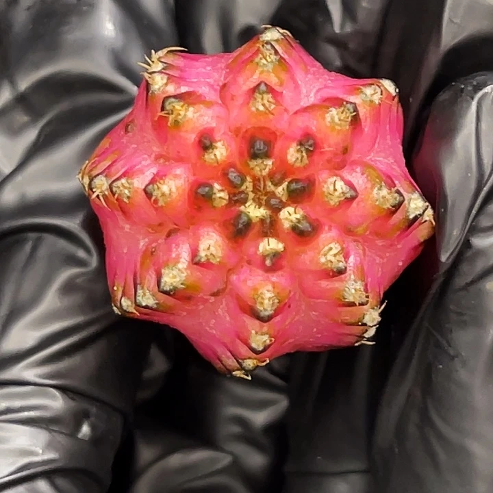 荧光粉海神轮回 一物一拍