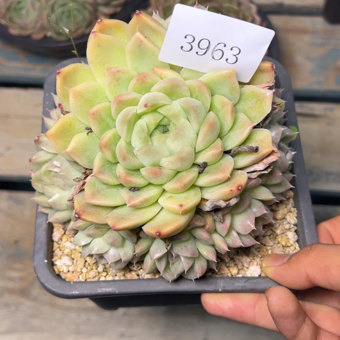 朱*3963多肉多多多多多