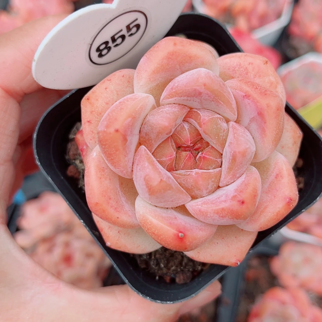 855号小老桩糖心单头