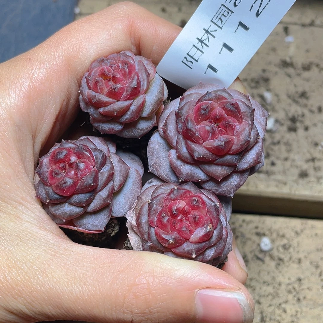 多少植物多肉植物1112