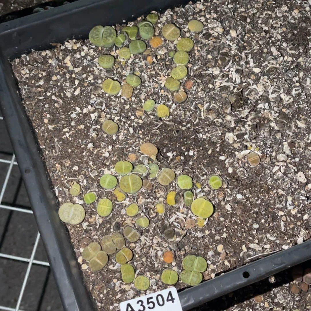 博***久3504福利筐1不售后