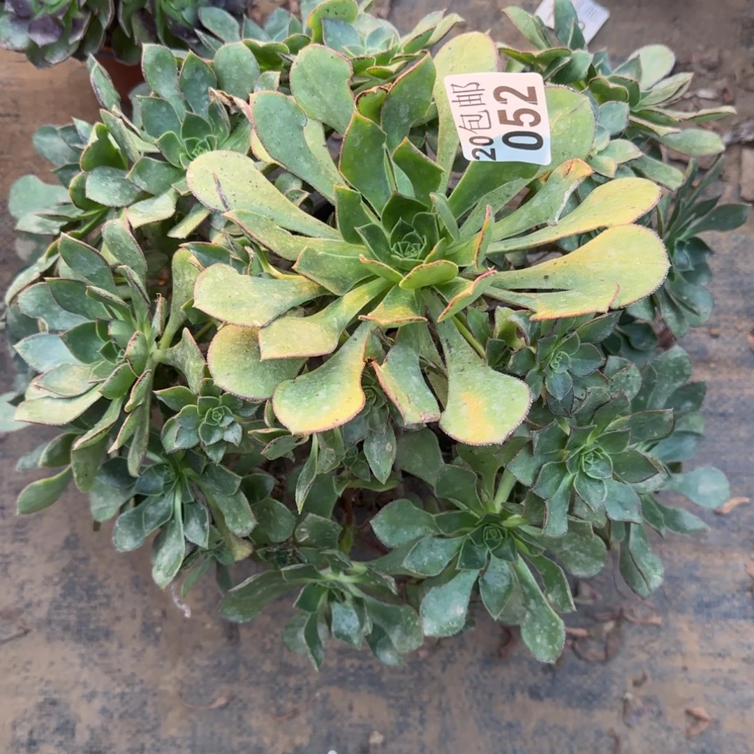 青衣052满20包邮断枝不包