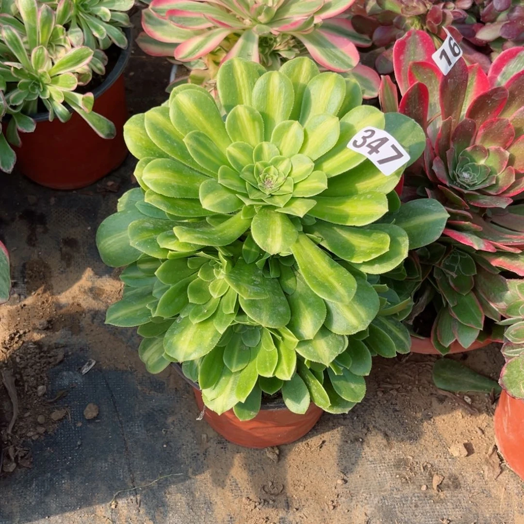 347翡翠琉璃多肉法师