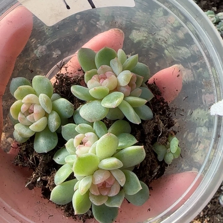 绝绝子多肉一盘19