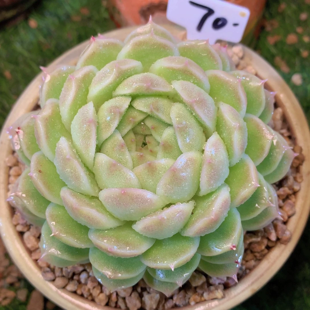 麦秆11 公分一物一拍