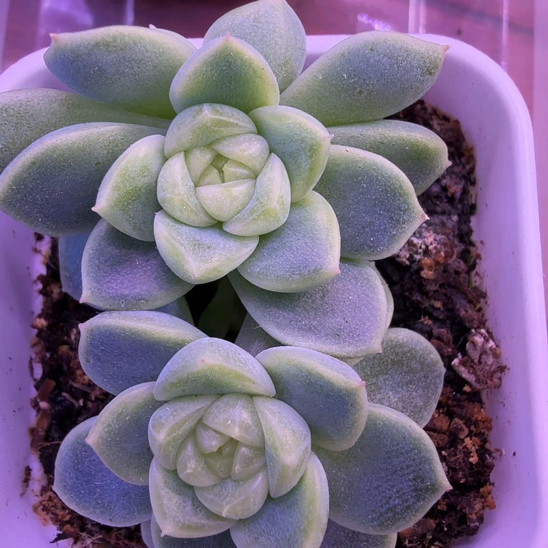 财富密码暴富叶插苗一物一拍