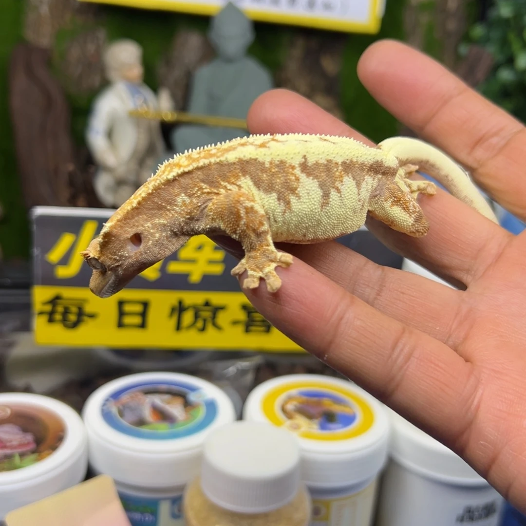睫角守宫法布奇诺