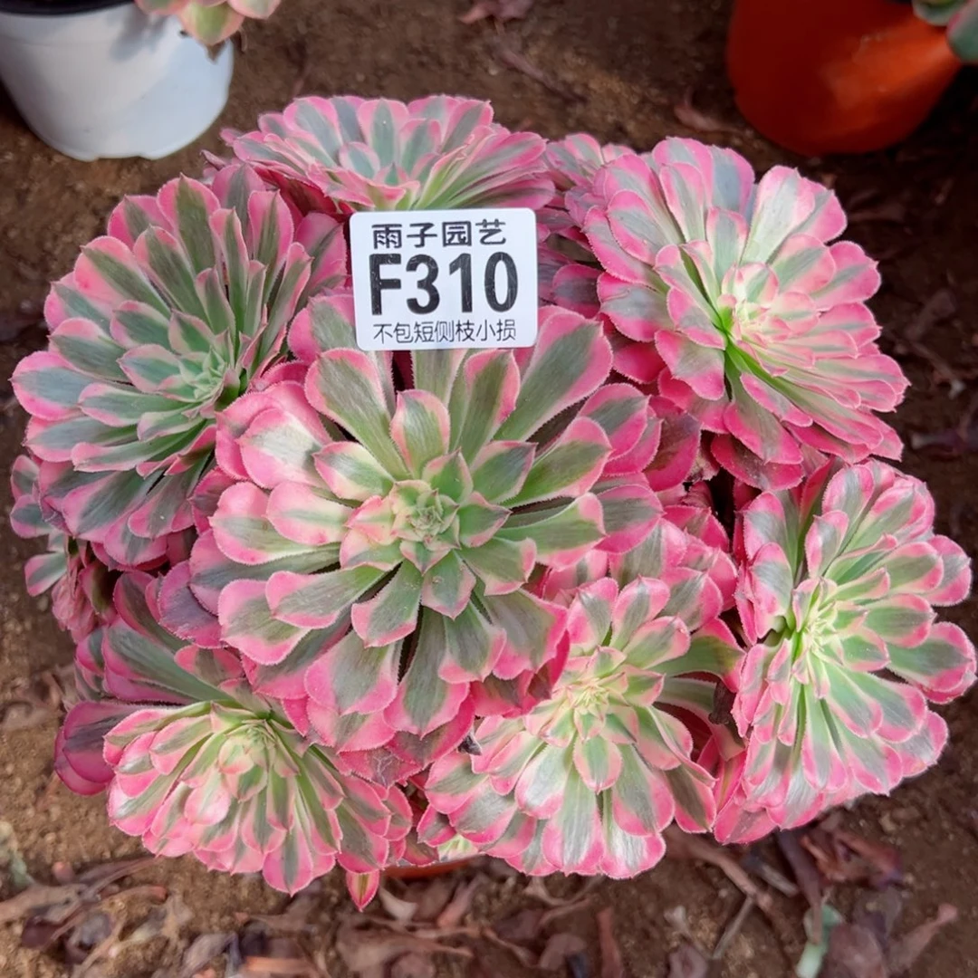 310红彤白尺寸22左右