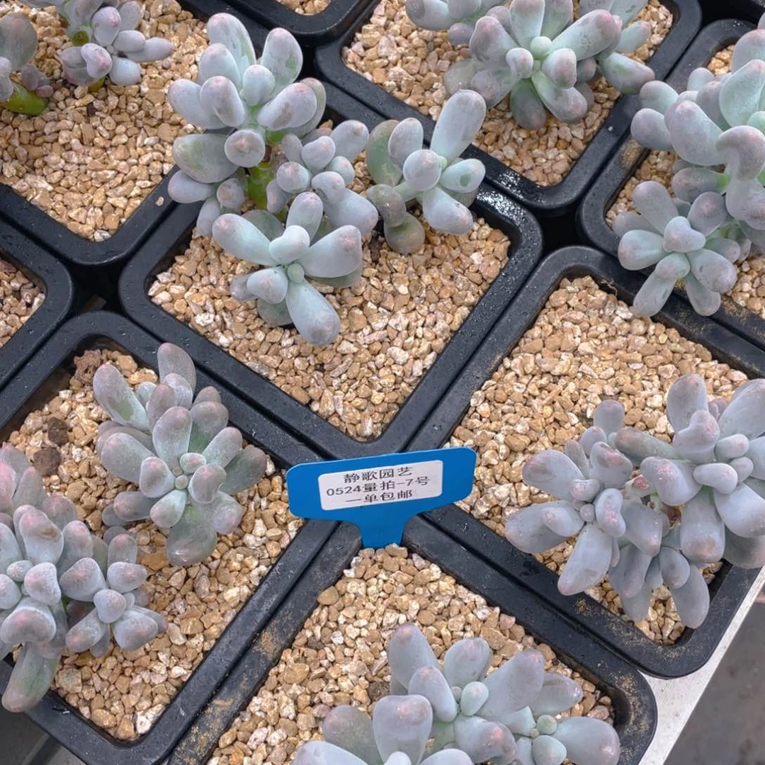 0524-7-超多头米可奶酪福利一颗