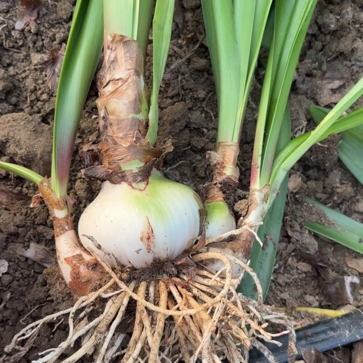 无花朵日出包对版