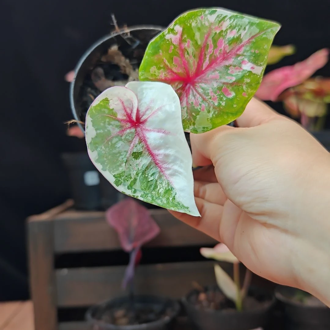 无花朵710彩叶芋一物一拍