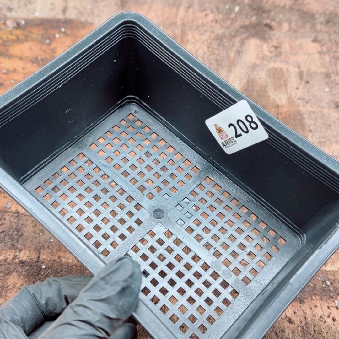 Q***笑多肉植物多肉植物