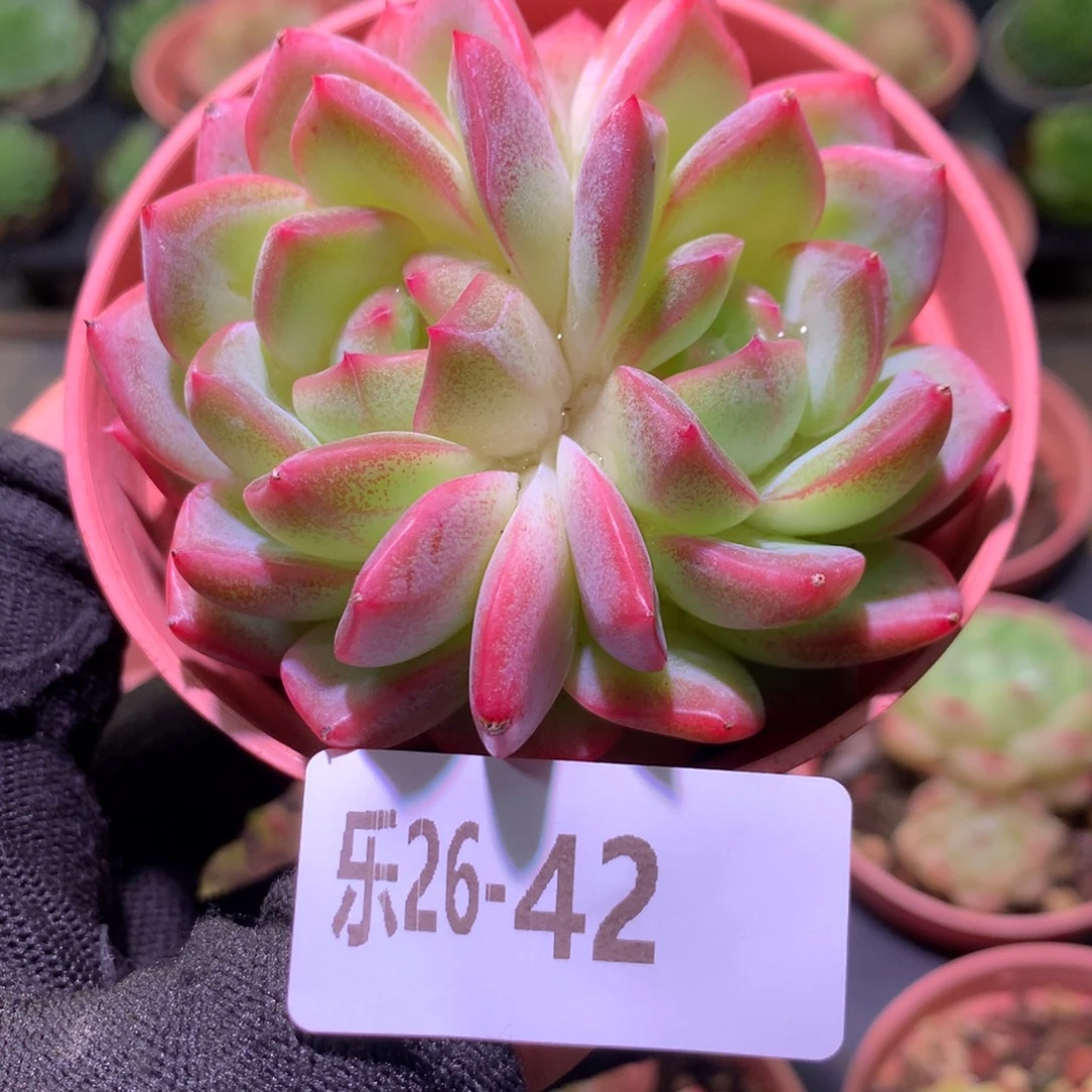 乐然26-42 新品双心