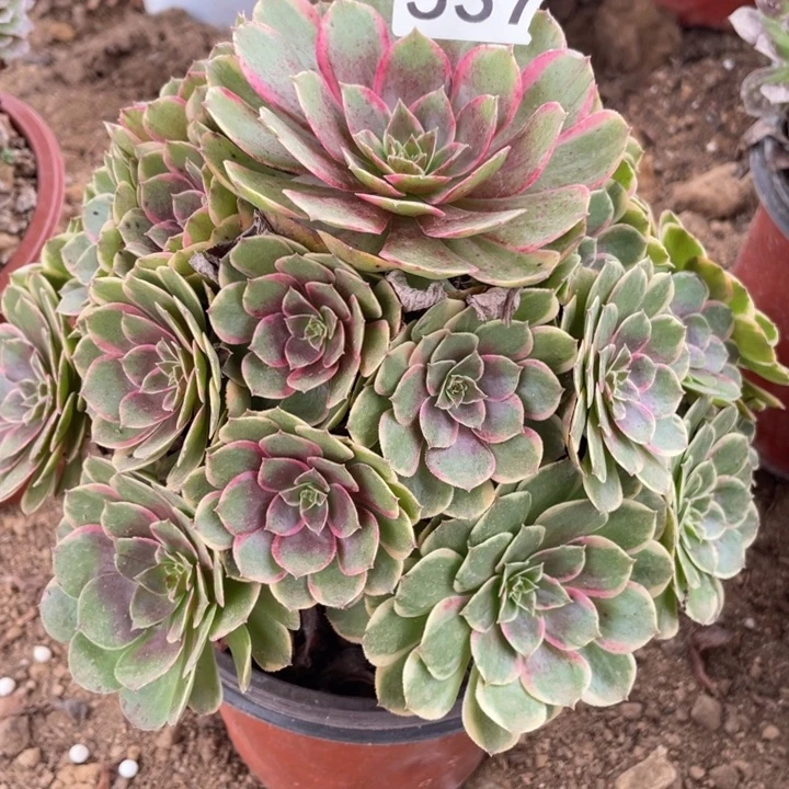 无花朵537多肉植物粉花妖