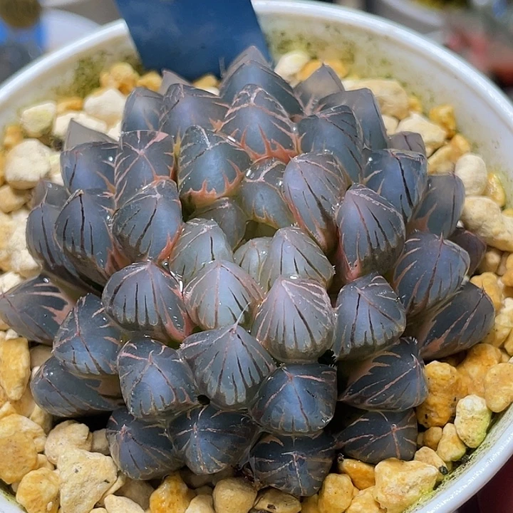 543糊斑霓虹灯锦母本福利