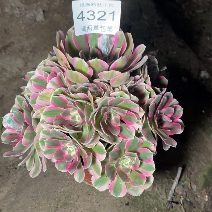 4321女郎的人多肉的