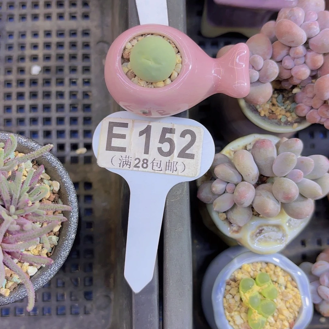 E152鸽子蛋一物一拍