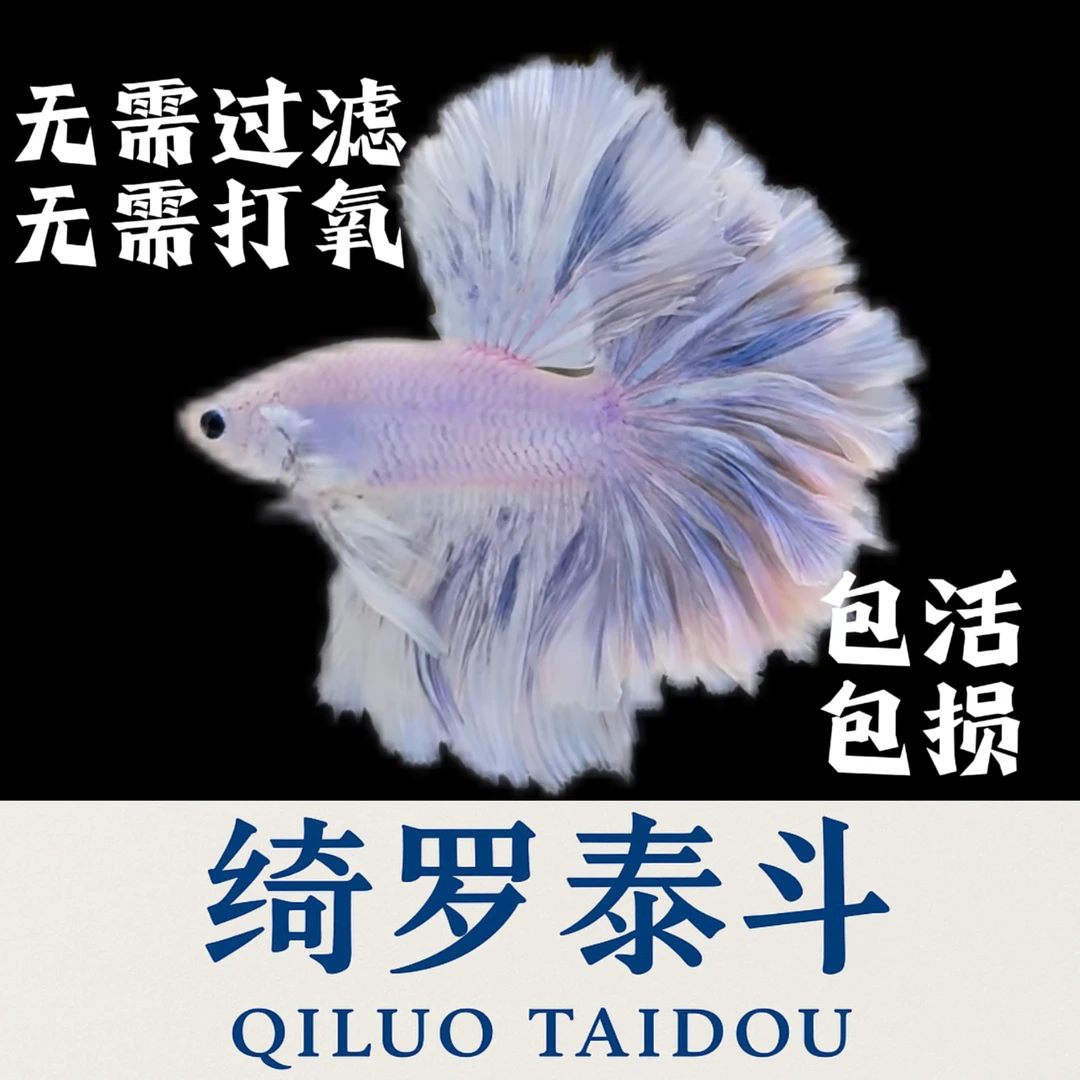 {60-100号}[绮罗泰斗】超精品特殊尾斗鱼