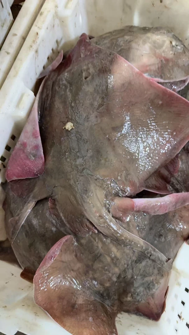 杏树屯本地老板鱼