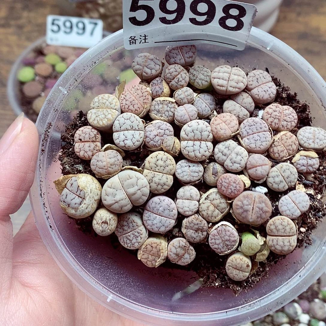 5998荒混啦啊啦啦