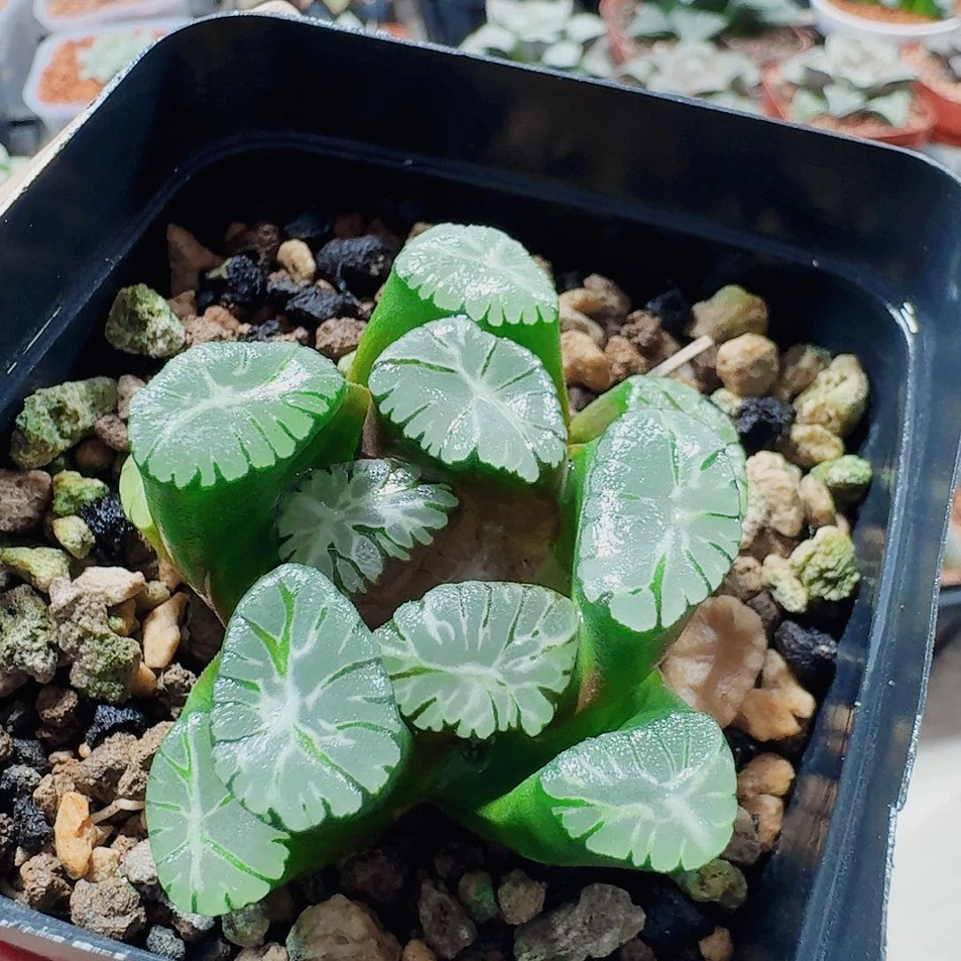 无花朵十二卷 大紫开播福利