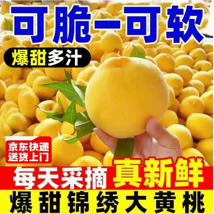 枣阳正宗锦绣黄桃大果源头产地现摘现发新鲜黄桃应季【直】