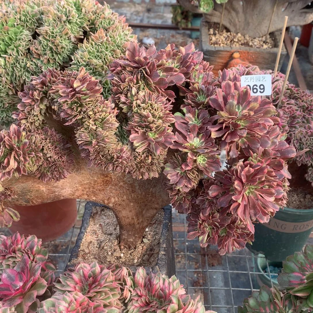 069花脸粉黛一颗星