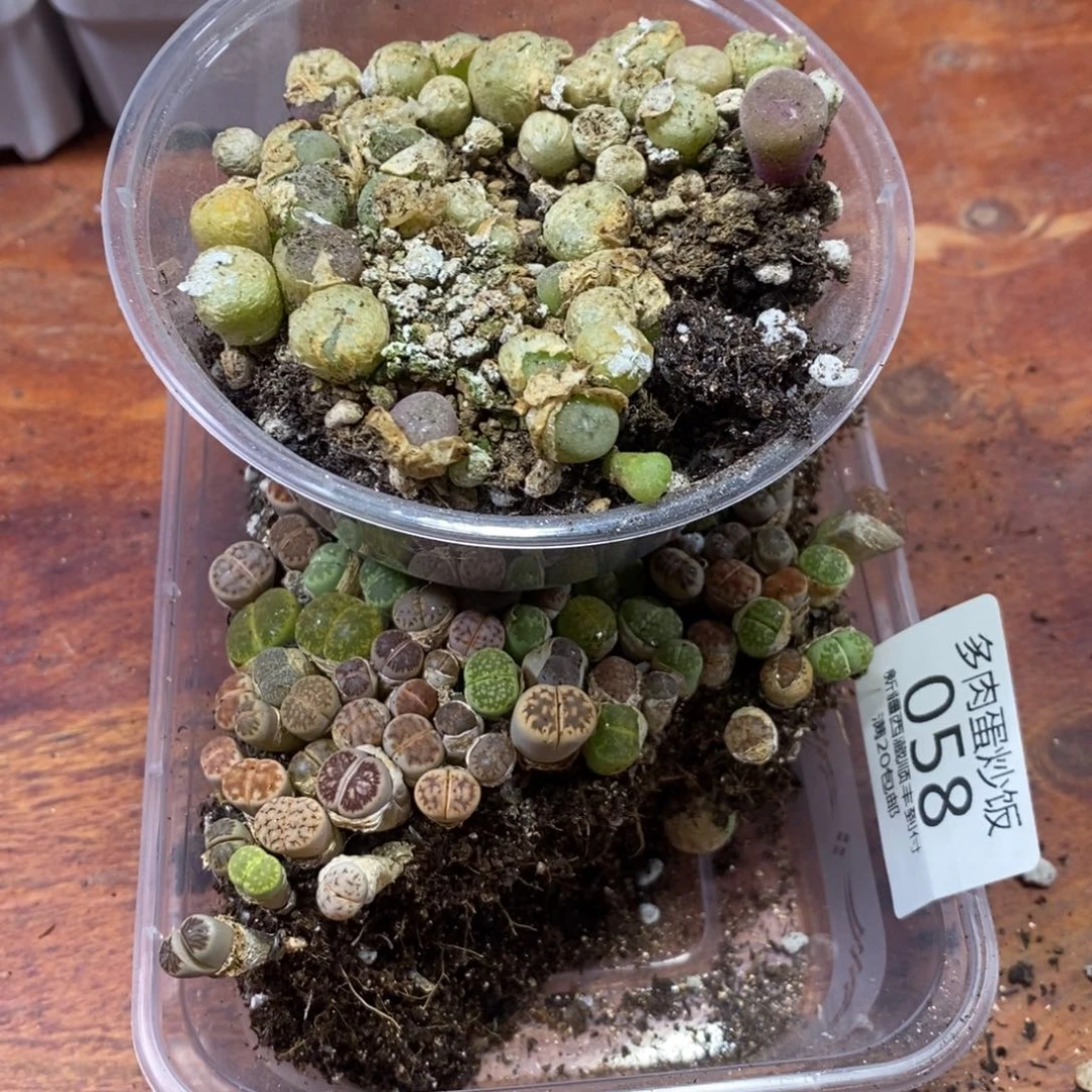 早***。多肉蛋炒饭00058