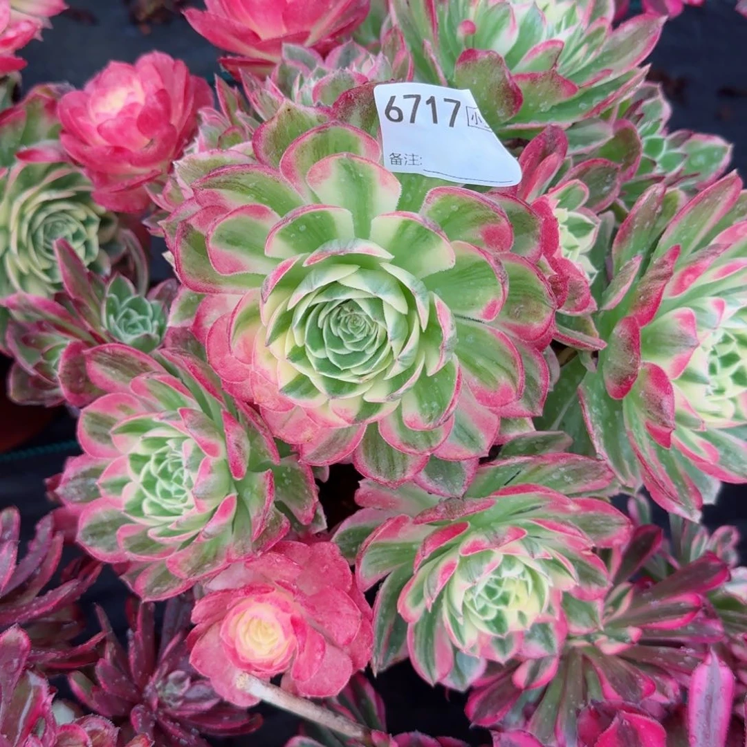 雨*6717海王多肉多肉