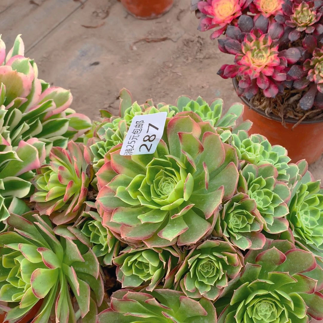 287奶白老桩多老桩