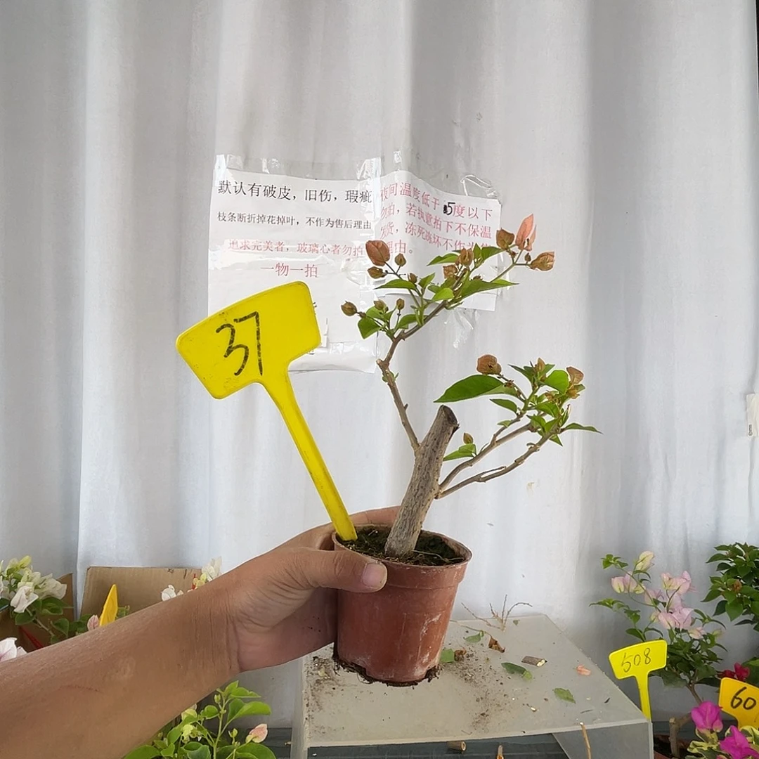 当前无花栽培后可以开花37橙粉公主迷你款