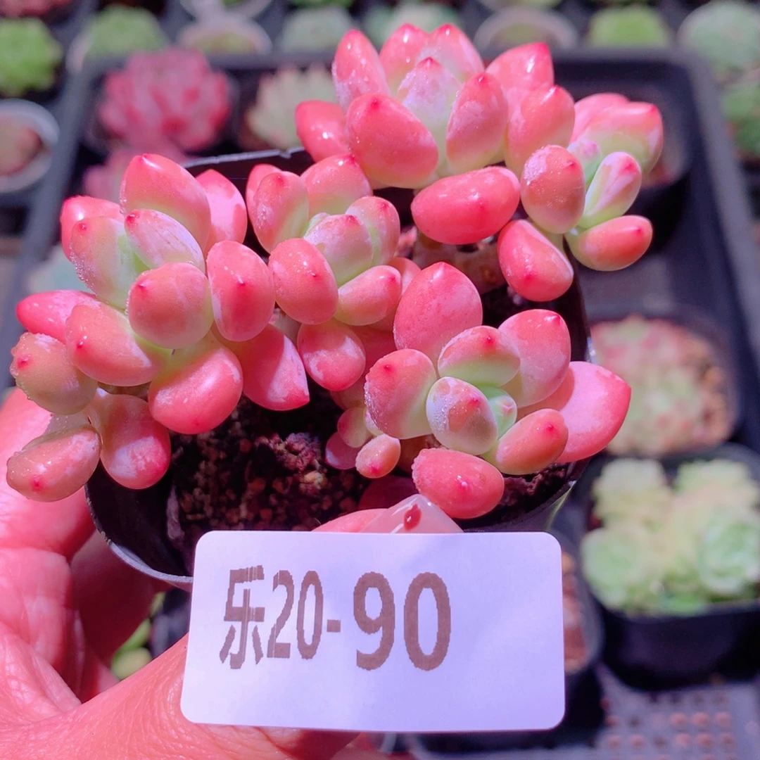 乐然20-90 洛神群