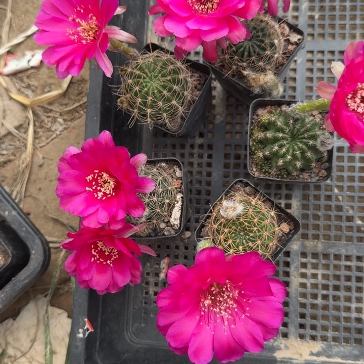 200丽花根掰花带盆发货3到4公分左右，20包邮
