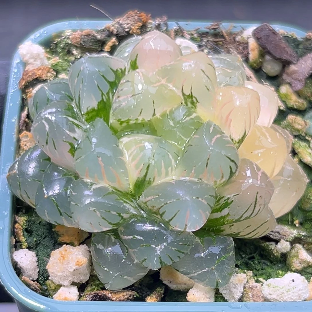 恭喜发财大吉大利2240