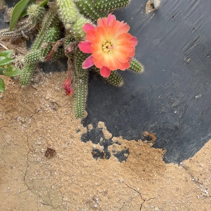 白檀仙人掌429侧芽一个