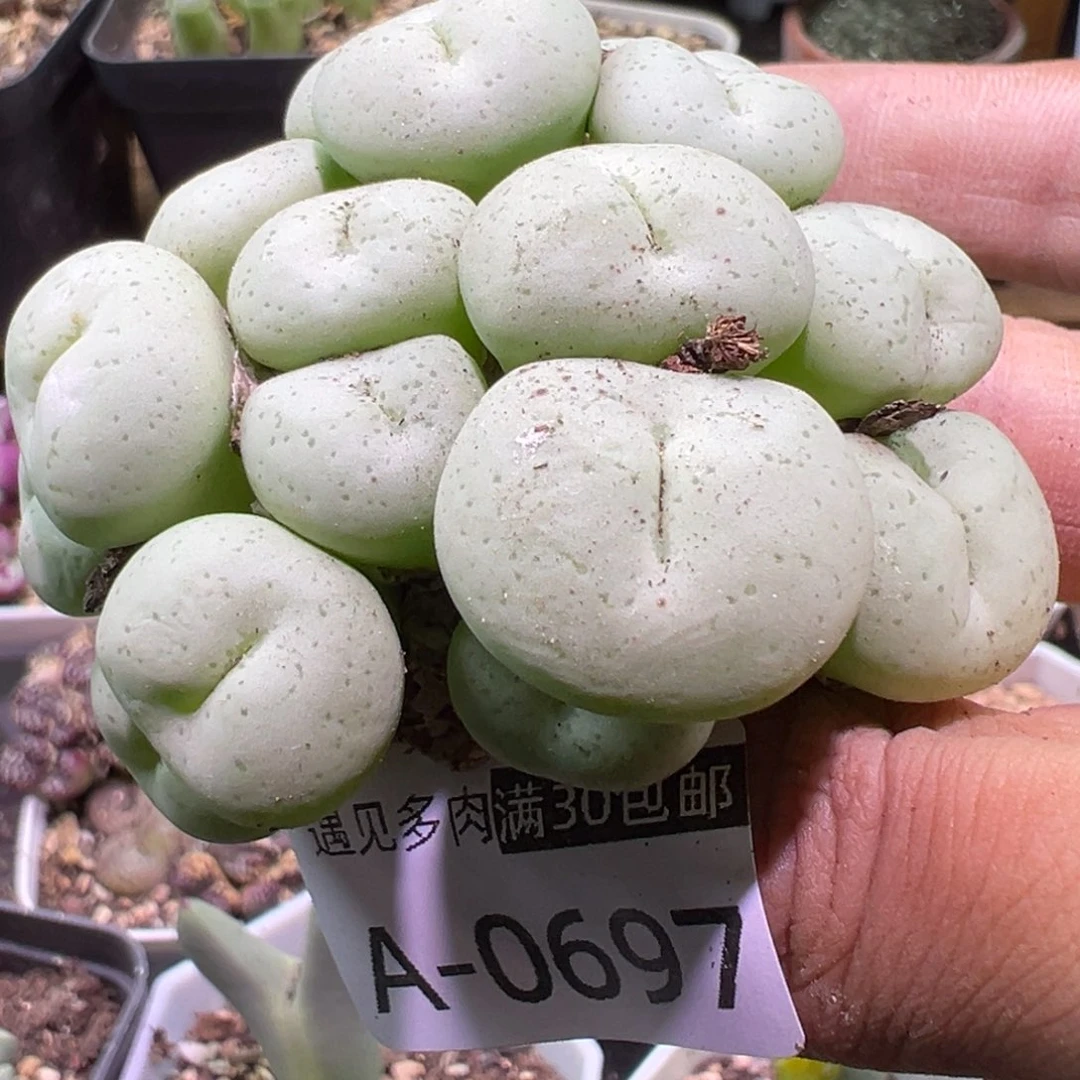 肉植物111多种111