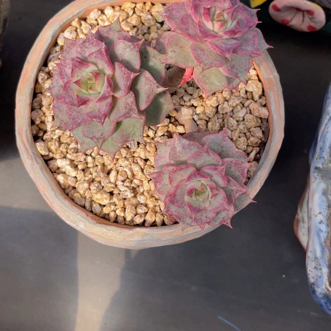 杂交三头木质化老桩