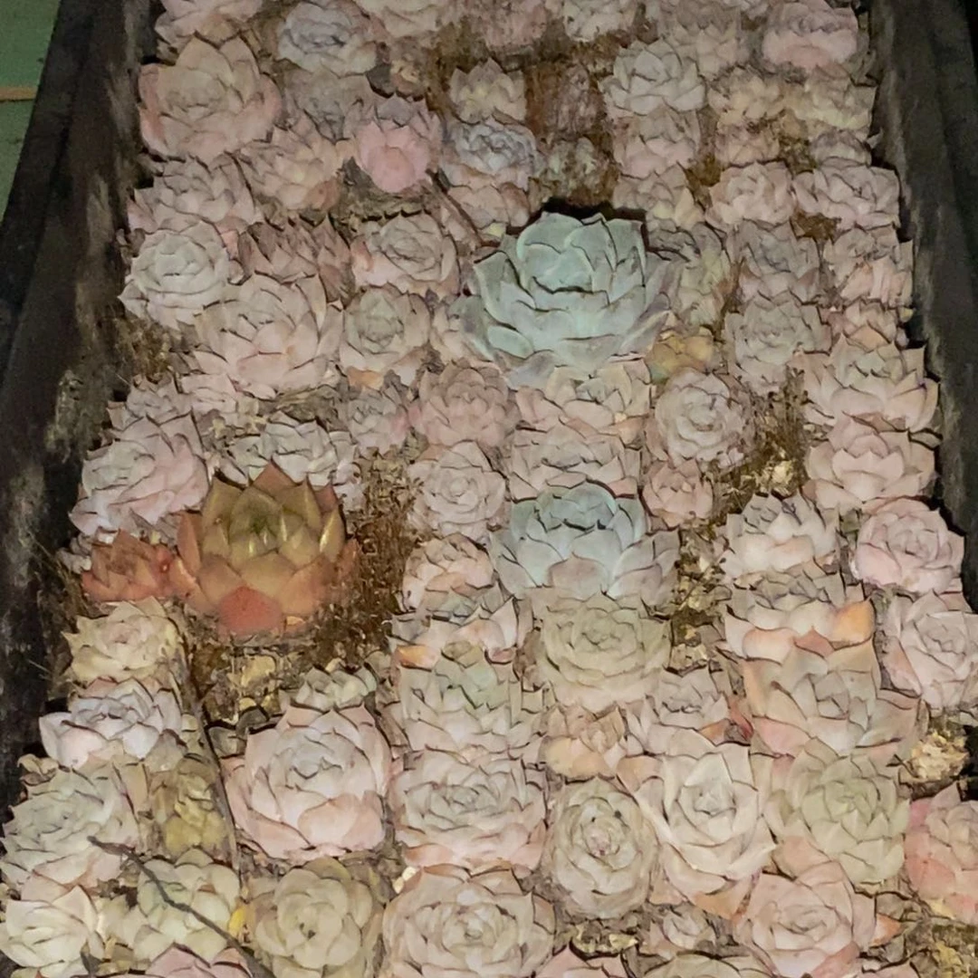 939多肉植物保护研究所所长助理研究员