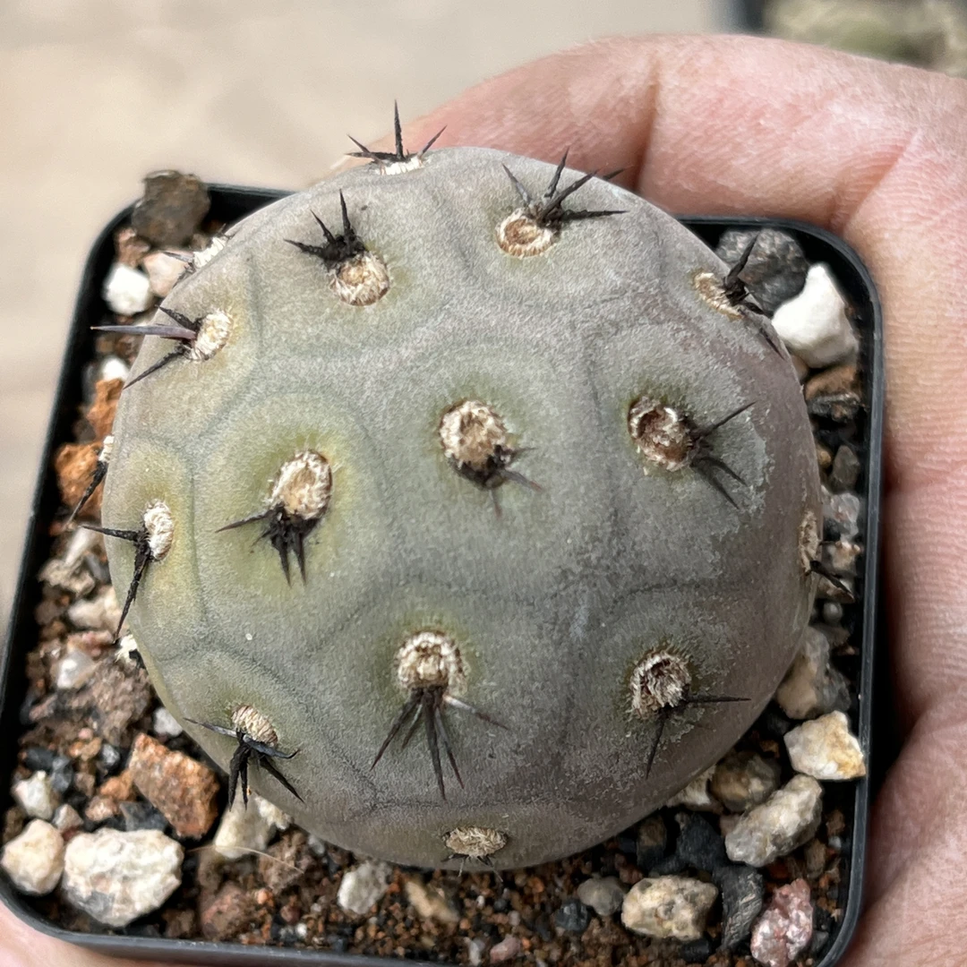 习志野一代侧芽自根仙人球4到5厘米随机发一个